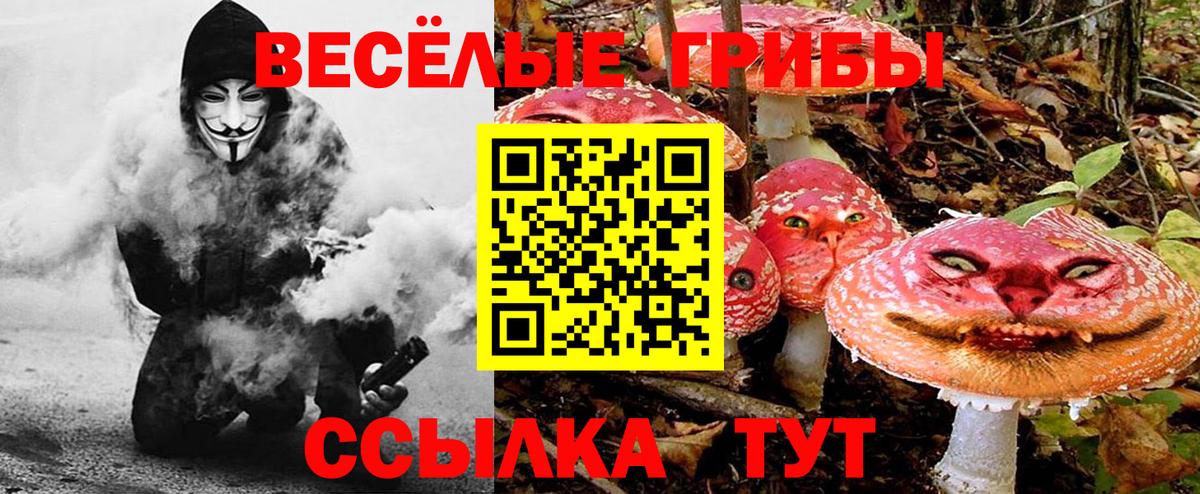 Галлюциногенные грибы Psilocybine cubensis  Вход с VPN  Камень-на-Оби 